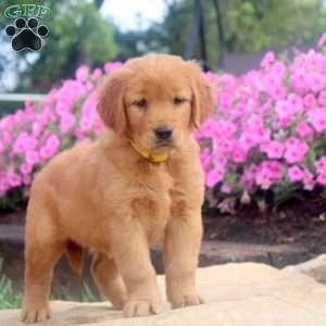 Flora, Golden Retriever Puppy