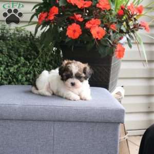 Flora, Teddy Bear Puppy