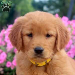 Flora, Golden Retriever Puppy