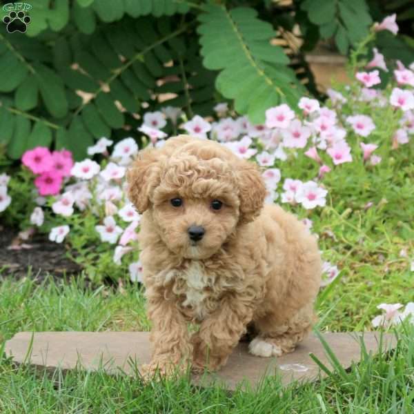 Florence, Toy Poodle Puppy