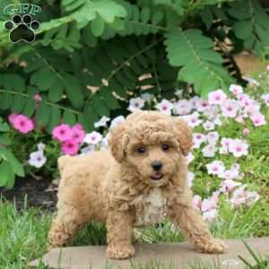 Florence, Toy Poodle Puppy