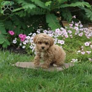 Florence, Toy Poodle Puppy