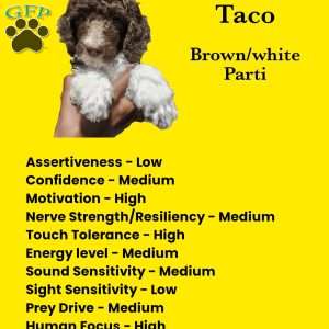 Taco, Standard Poodle Puppy
