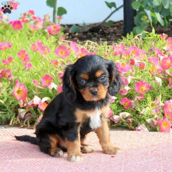 Foster, Cavalier King Charles Spaniel Puppy