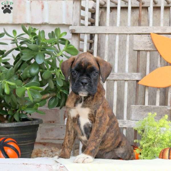 Foster, Boxer Puppy
