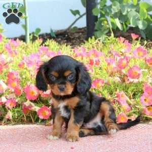 Foster, Cavalier King Charles Spaniel Puppy