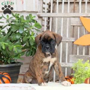 Foster, Boxer Puppy