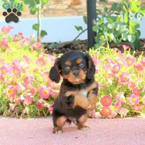 Foster, Cavalier King Charles Spaniel Puppy