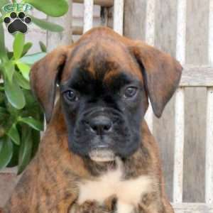 Foster, Boxer Puppy