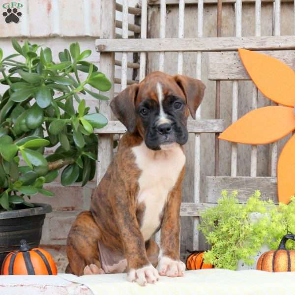 Foxy, Boxer Puppy
