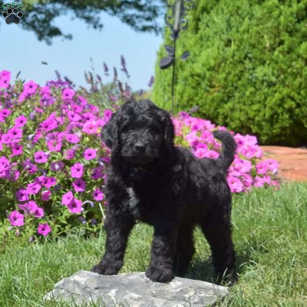 Foxy, Bernedoodle Puppy