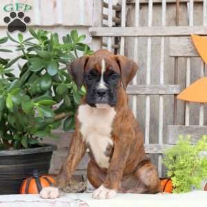 Foxy, Boxer Puppy