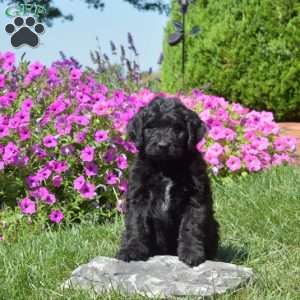 Foxy, Bernedoodle Puppy