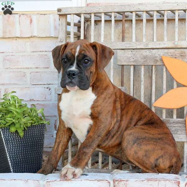 Foxy, Boxer Puppy