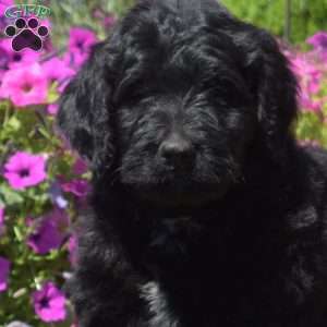 Foxy, Bernedoodle Puppy