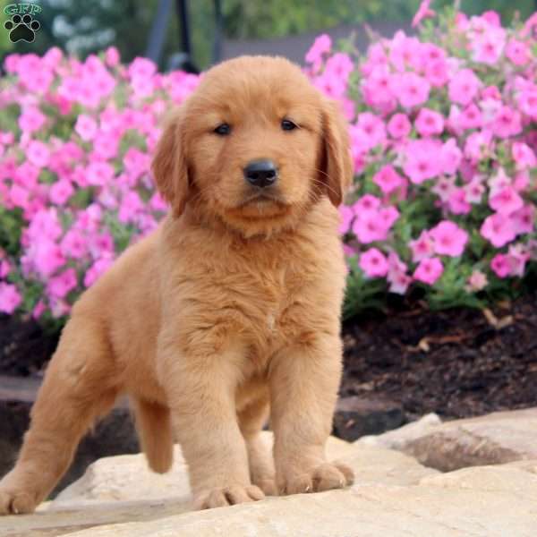 Frank, Golden Retriever Puppy