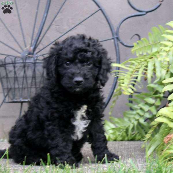 Frank, Cockapoo Puppy