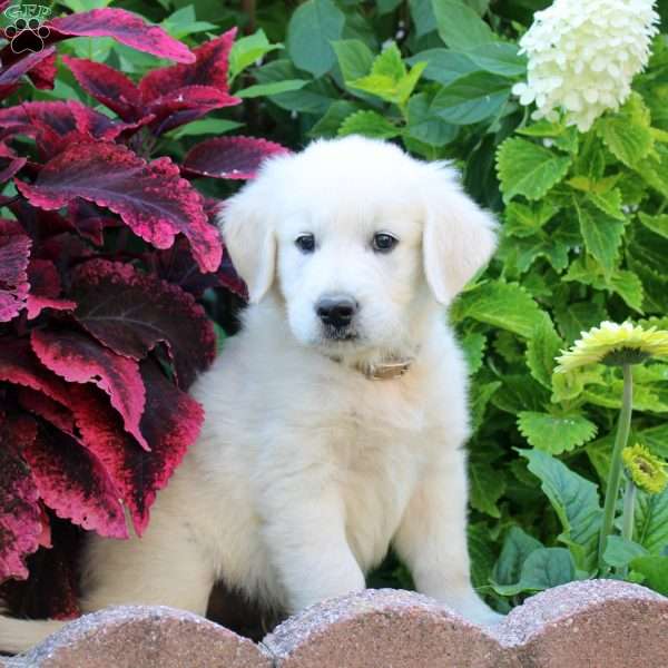 Frank, English Cream Golden Retriever Puppy