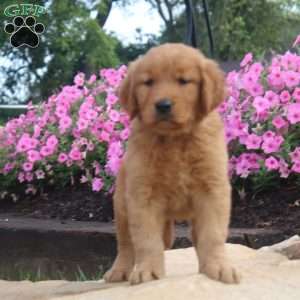 Frank, Golden Retriever Puppy