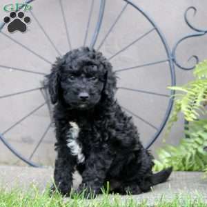 Frank, Cockapoo Puppy