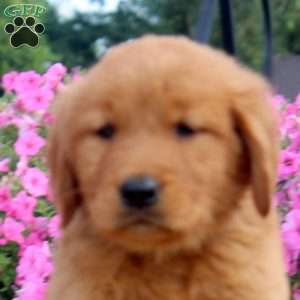 Frank, Golden Retriever Puppy