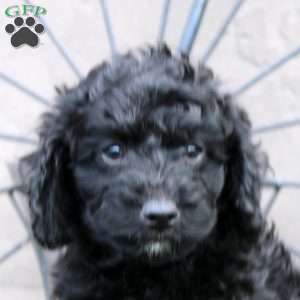 Frank, Cockapoo Puppy