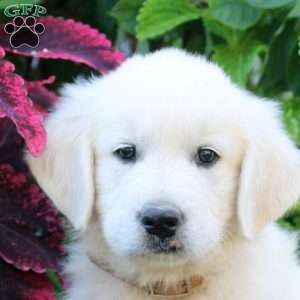 Frank, English Cream Golden Retriever Puppy