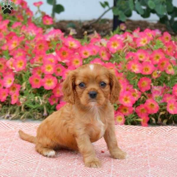 Frankie, Cavalier King Charles Spaniel Puppy