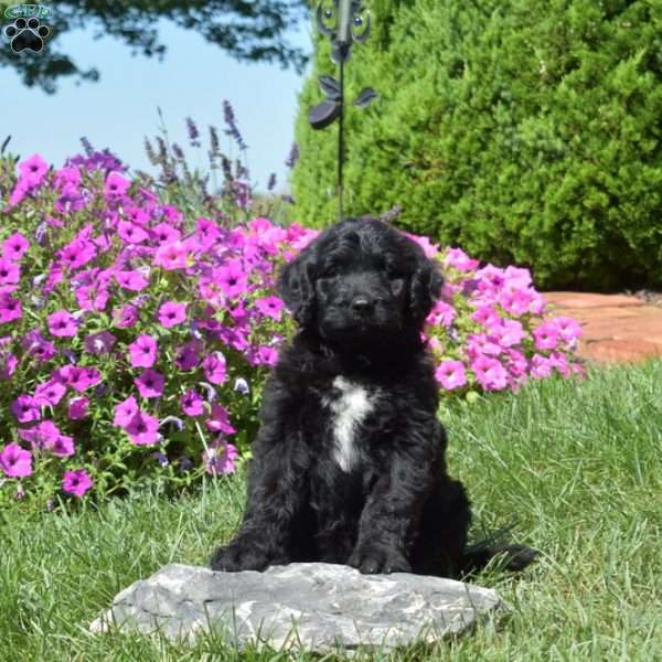Frankie, Bernedoodle Puppy
