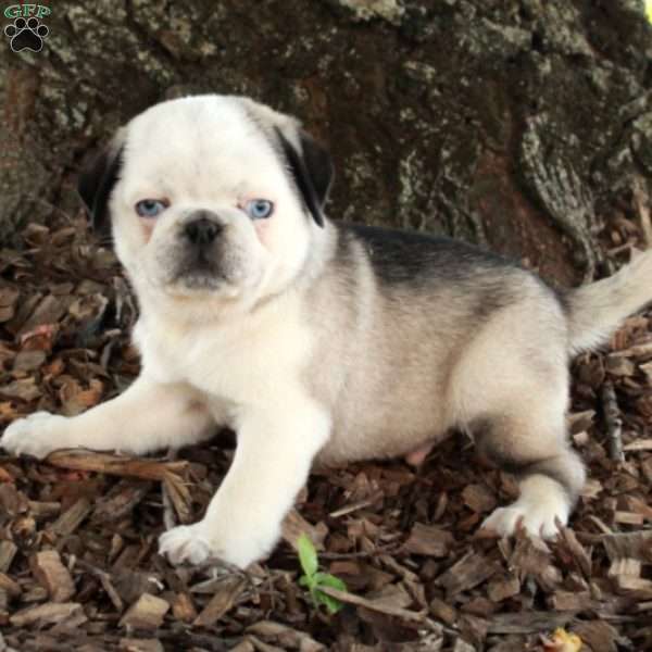 Frankie, Pug Puppy