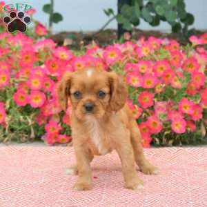Frankie, Cavalier King Charles Spaniel Puppy