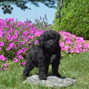 Frankie, Bernedoodle Puppy