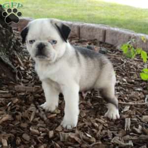 Frankie, Pug Puppy
