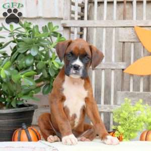 Frankie, Boxer Puppy
