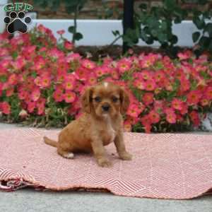 Frankie, Cavalier King Charles Spaniel Puppy