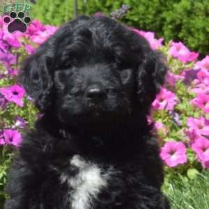 Frankie, Bernedoodle Puppy