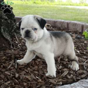 Frankie, Pug Puppy