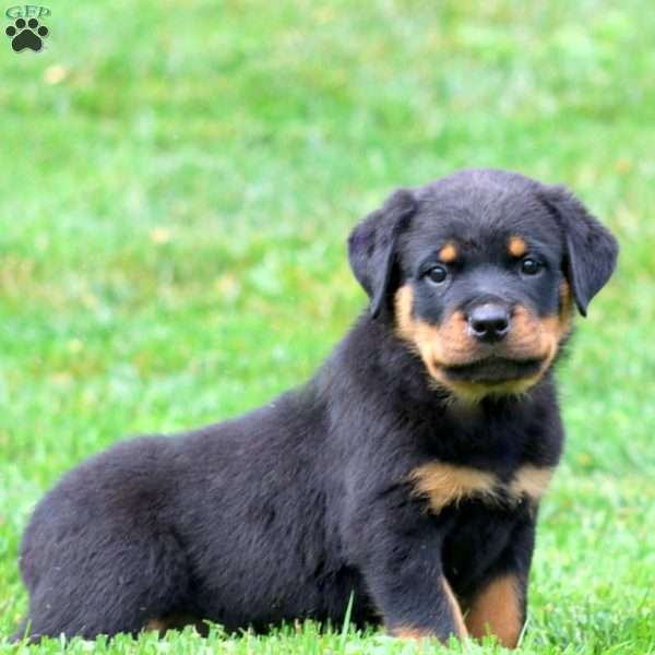 Frankie, Rottweiler Puppy