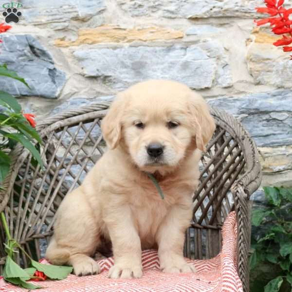 Frappe, Golden Retriever Puppy