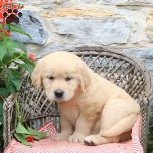 Frappe, Golden Retriever Puppy