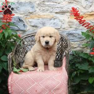 Frappe, Golden Retriever Puppy