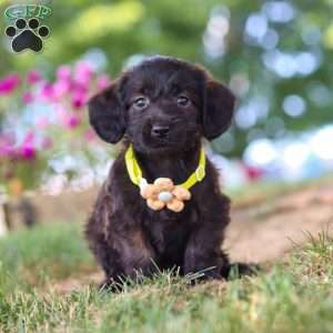 Frappuccino, Dachshund Mix Puppy
