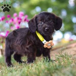Frappuccino, Dachshund Mix Puppy