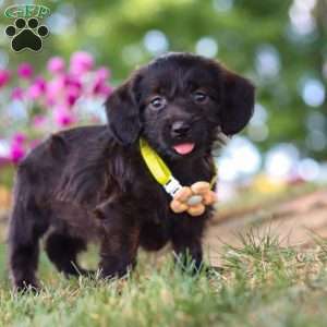 Frappuccino, Dachshund Mix Puppy