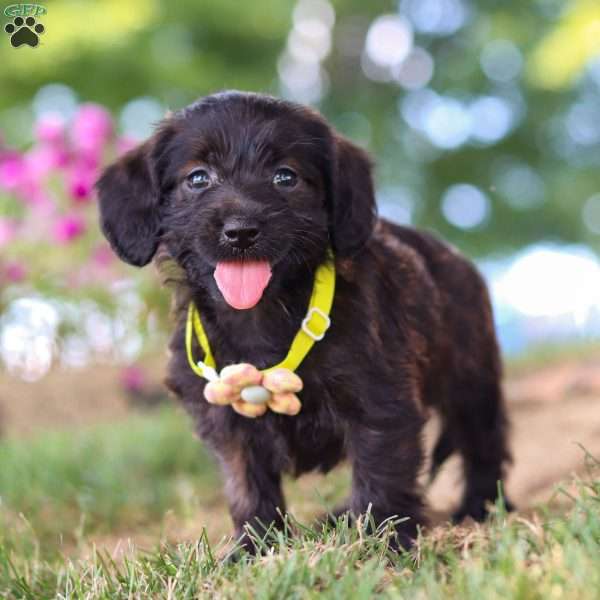 Frappuccino, Dachshund Mix Puppy