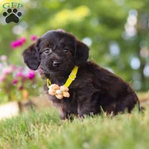Frappuccino, Dachshund Mix Puppy