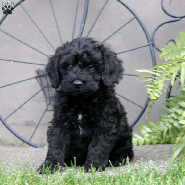 Fred, Cockapoo Puppy