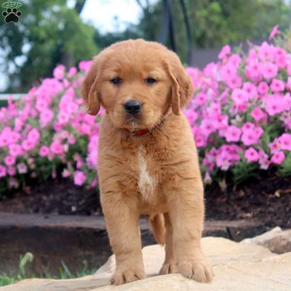 Fred, Golden Retriever Puppy