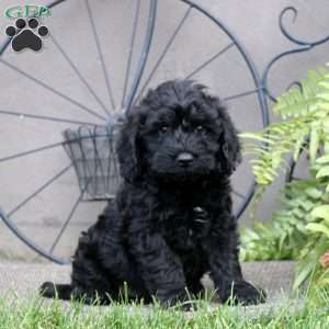 Fred, Cockapoo Puppy