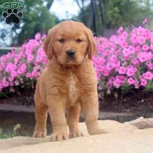 Fred, Golden Retriever Puppy